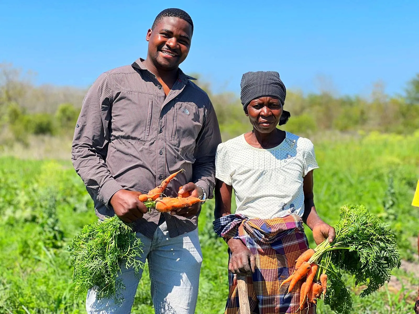 Um jovem sorridente e uma senhora de lenço na cabeça mostram molhos de cenouras acabadas de colher num campo verde