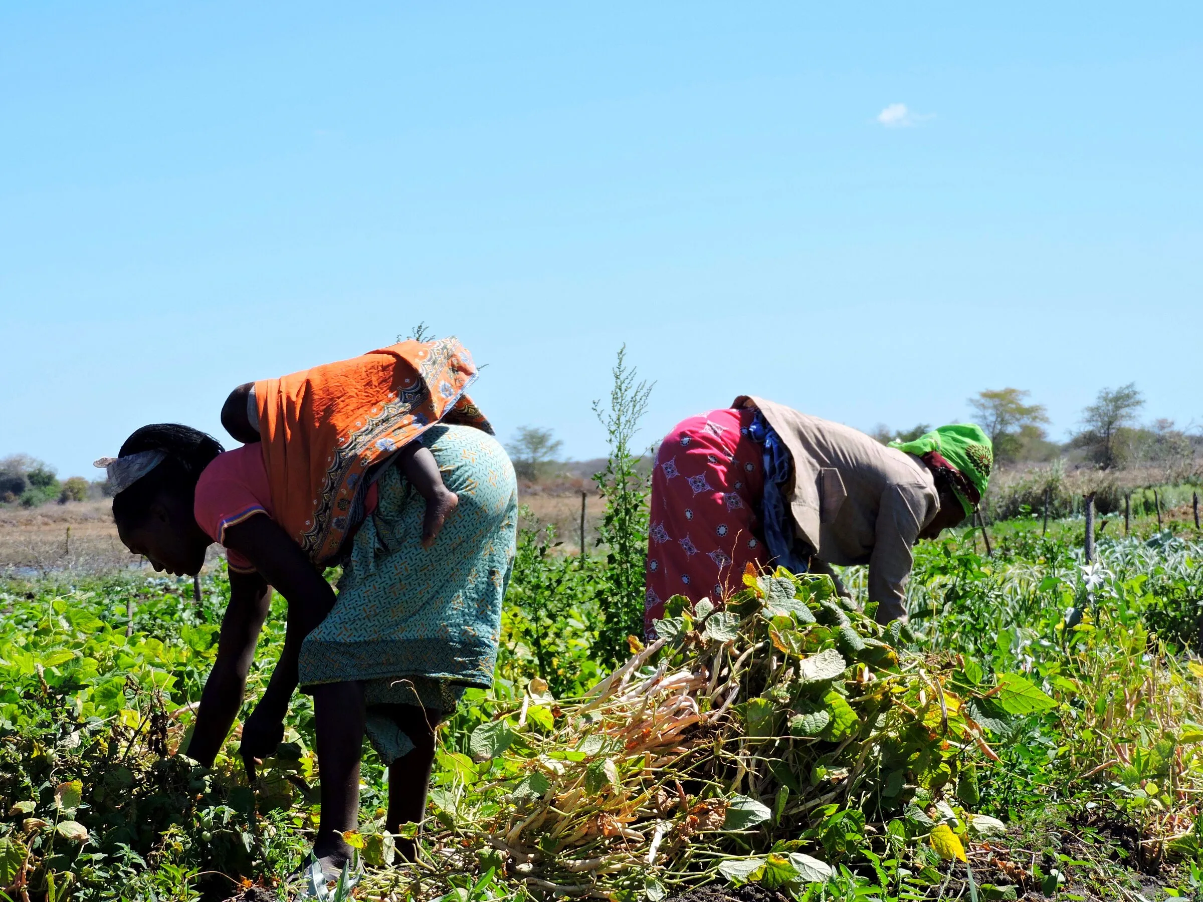 Duas mulheres dobradas a arrancar feijoeiros num campo verde sob um céu azul limpo, uma com um bebé às costas