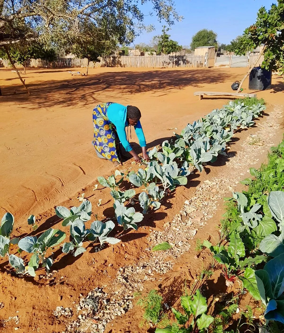 Uma mulher inclina-se para cuidar de uma fila de couves jovens numa horta escolar de terra vermelha