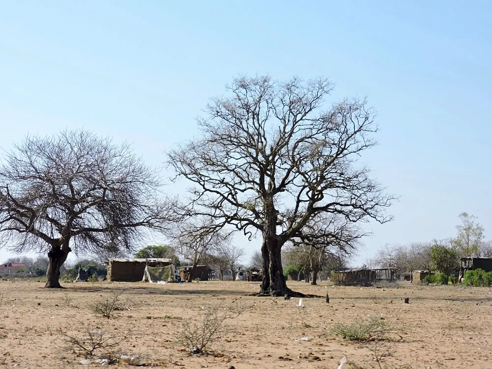 Duas grandes árvores sem folhas em terreno arenoso e seco, com casas de barro e capim e um abrigo de lona atrás