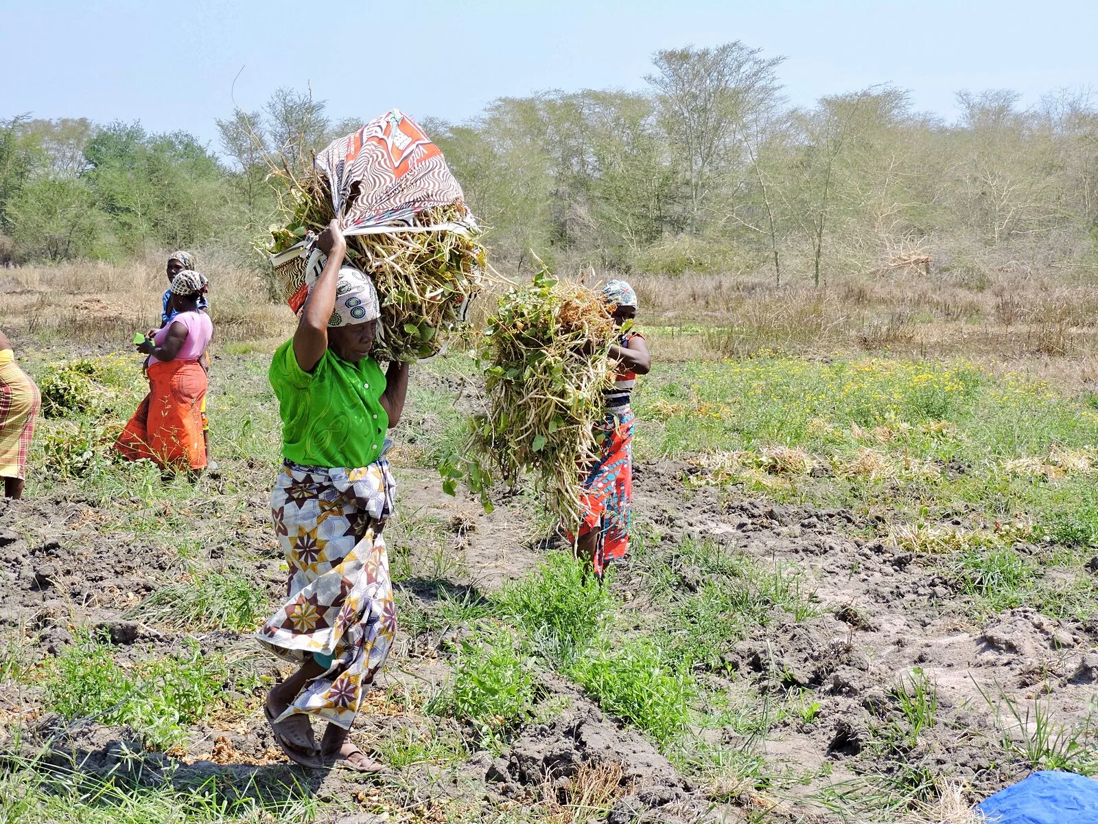 Uma mulher de blusa verde leva à cabeça um grande molho de plantas de feijão colhidas por um campo cavado, com outras mulheres a colher atrás