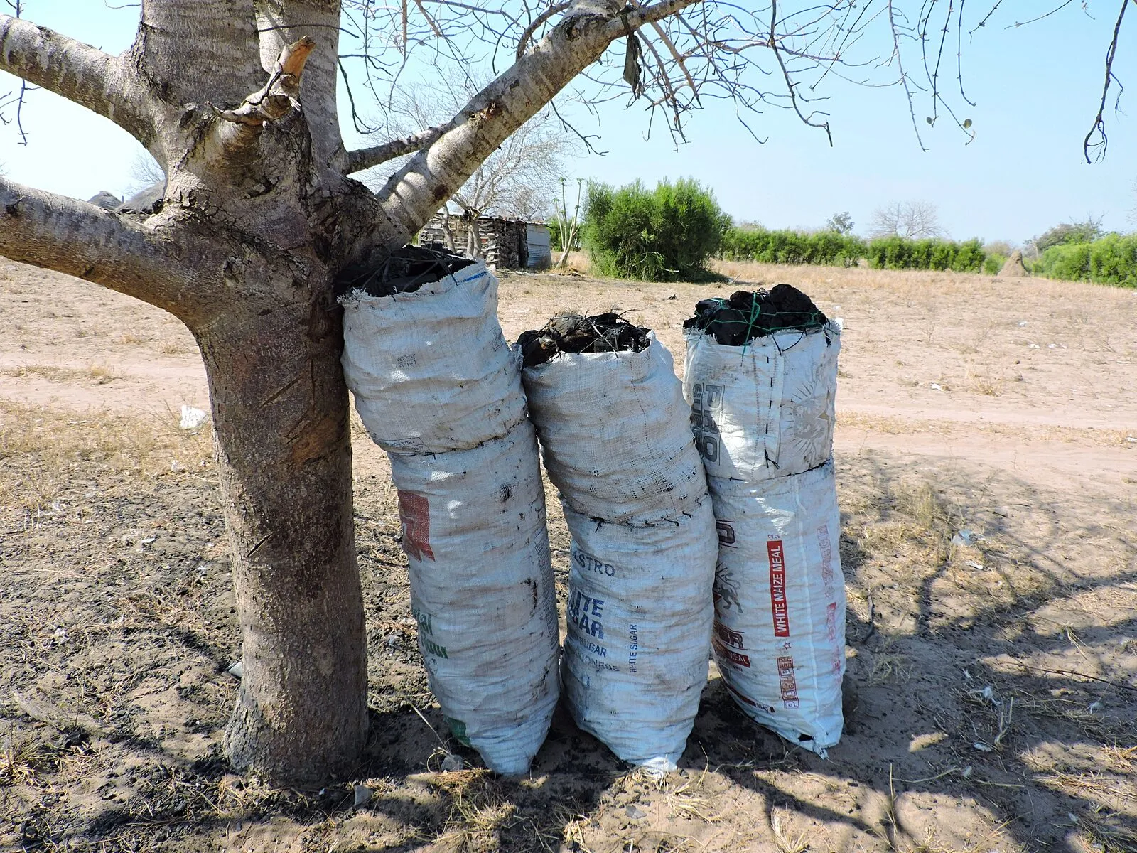 Três pilhas de sacos brancos cheios de carvão encostadas ao tronco de uma árvore, à beira de um campo seco e arenoso